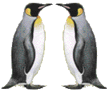 PENGUIN (6k)